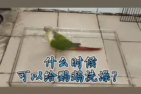 什么时候才可以给鹦鹉洗澡？