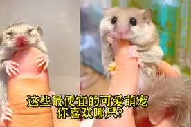 宠物解说：这些最便宜的可爱萌宠，你喜欢哪只？视频封面