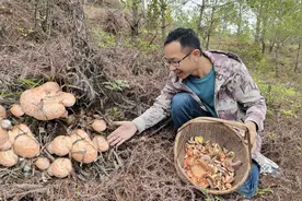 今天上山采蘑菇发现蘑菇窝了，还是美味的南瓜菌，轻松收获一篮子