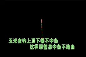 玉米夜钓上顶下顿都不中鱼？问题在这里，简单调整中鱼率高不跑鱼视频封面