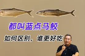 都叫蓝点马鲛，有什么区别，如何辨识，谁更好吃视频封面