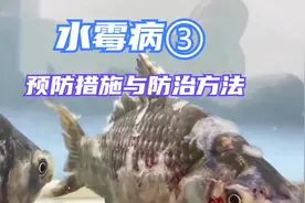 水霉病爆发不用怕，这些方法让你轻松应对！视频封面