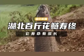 湖北百斤花鲢寿终正寝，它寿命有多长？鳙鱼最大能长多大视频封面