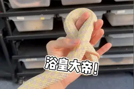宠物蛇界的浴皇大帝！不给按摩就不给盘视频封面