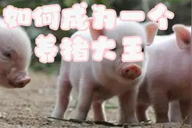 【如何成为一名养猪大王】现代化新型养猪模式，赚钱数百万美金！视频封面