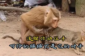 泼猴欺负猫咪，可怜的猫咪毫无还手之力视频封面