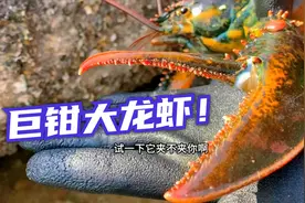 表弟在排水口管道下抓到巨钳大龙虾！大钳太恐怖了！还有鲍鱼窝！