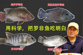 用科学，把罗非鱼吃明白！您吃过几种非洲鲫鱼？