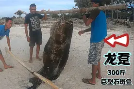 国外海钓高手，无意中抓到巨型龙趸石斑鱼。目测超过200斤视频封面