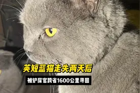 英短蓝猫丢失两天后，居然被铲屎官跨省1600公里将其寻回，好有爱