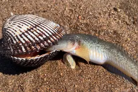 小斗开车200公里去赶海，沙滩上好多海玉米，还碰到毛蛤吃沙光鱼