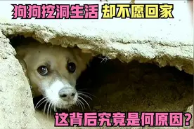 流浪狗喜欢住在洞穴里，当女主看到洞里的情况后，结果流泪了！