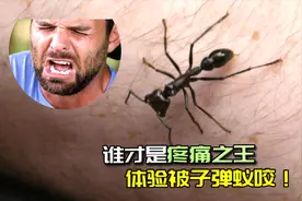子弹蚁蜇人有多疼？两位生物学家亲自尝试，差点疼哭了！视频封面