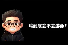 鸡到底会不会游泳?