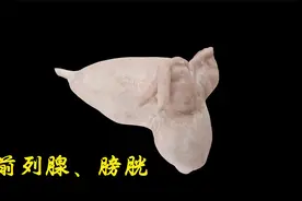 膀胱和前列腺视频封面