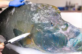 见识一下，小伙杀100斤的蓝色大鱼做美食吃，其做法独特奇葩视频封面