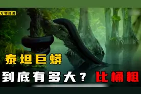 6500万年前的泰坦巨蟒有多恐怖？48英尺长，能吞下重达一吨的鳄鱼视频封面