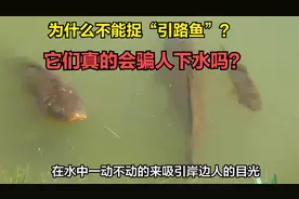 老人说下河不捡鱼，“引路鱼”为什么不能捡？看完你就知道了