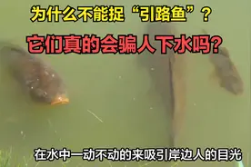 老人说下河不捡鱼，“引路鱼”为什么不能捡？看完你就知道了视频封面