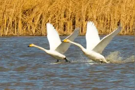 颠覆认知！两只大天鹅速度比拼，体型决定胜负