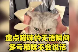 盘点猫咪的无语瞬间，多亏猫咪不会说话视频封面