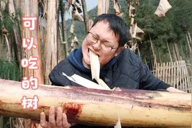 四川大山里，有一种可以生吃的“树”，又脆又多汁，你吃过吗？视频封面
