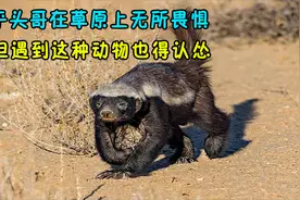 平头哥连狮子都不怕，但遇到这种动物也得认怂视频封面