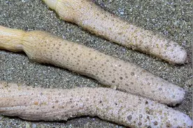 赶海时捡到海玉米，用手一摸就发光，小斗也不知道咋回事