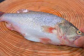 鲈鱼别老是清蒸了，教你一个新吃法，出锅后全家抢着吃，太香了