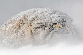 世界上毛发最浓密的猫，拥有催眠技巧，脾气超级坏的兔狲视频封面