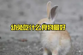 幼兔吃什么食物最好