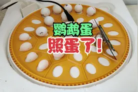 60块钱买的4颗牡丹鹦鹉蛋，看一下受精率有多少，这次真的被坑了视频封面