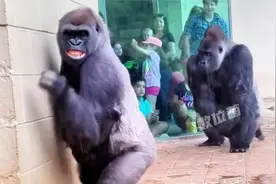 猩猩为躲雨，这跑步姿势人里人气的，还学会披衣服了挡雨！视频封面