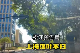 上海开启落叶不扫模式-松江预告 袜子弄-谷阳南路-文诚路-园中路视频封面