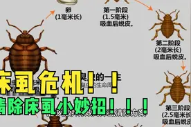 床虱为何席卷全球？清除床虱小妙招！视频封面