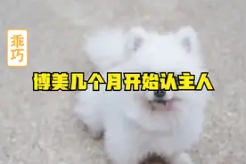 博美几个月开始认主人