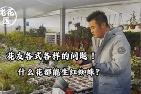 花友各式各样的问题！什么花都能生红蜘蛛？