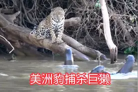 美洲豹心狠手辣，悄悄潜行偷袭水獭，一场死里逃生大战视频封面