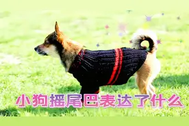 小狗摇尾巴代表什么