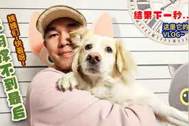 金色边牧边牧金毛串串北京家庭式宠物寄养边牧搞笑纪录片狗狗故事视频封面