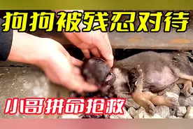 狗狗被灌辣椒水后奄奄一息，善良小哥拼命抢救，结局暖心视频封面