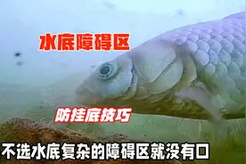 障碍区藏鱼多但容易挂底怎么办？分享两个技巧，学会钓鱼不吃亏视频封面