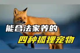 能够合法家养的几种狐狸宠物，你想养一只吗视频封面