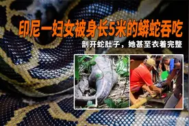 印尼一妇女被身长5米的蟒蛇吞吃，剖开蛇肚子，她甚至衣着完整视频封面