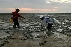 小池带着师傅来滩涂抓黄金海鳝，凭借着经验，活生生从洞里抓出来