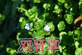 早春小绿草“婆婆纳”，植物俗称“双肾草”，遇见可别当野草除视频封面