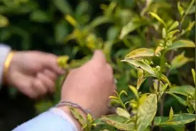 单枞茶，它既不属于红茶，也不属于绿茶，它属于乌龙茶系列