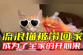 流浪猫被好心人收留，成为了全家人的开心果，分离的时候太感人了