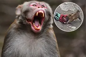 贵州野猴抓走3岁女童，绑架幼童摔死婴儿，为何猴子时有伤人恶行视频封面