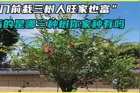 俗语“门前栽三树，人旺家也富”，指的是哪三种树？你家种有吗？视频封面